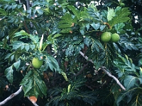 Brotfruchtbaum : Brotfrüchte